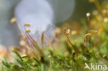 Rough-stalked Feather-moss (Brachythecium rutabulum)