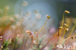 Rough-stalked Feather-moss (Brachythecium rutabulum)