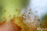 Rough-stalked Feather-moss (Brachythecium rutabulum)