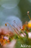 Rough-stalked Feather-moss (Brachythecium rutabulum)