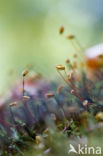 Rough-stalked Feather-moss (Brachythecium rutabulum)