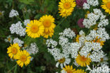 Common yarrow (Achillea millefolium)