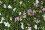 Gewoon duizendblad (Achillea millefolium)