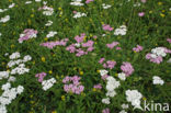 Gewoon duizendblad (Achillea millefolium)