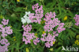 Gewoon duizendblad (Achillea millefolium)