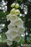 Foxglove (Digitalis purpurea)