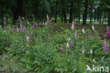 Gewoon vingerhoedskruid (Digitalis purpurea)