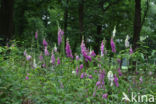 Gewoon vingerhoedskruid (Digitalis purpurea)