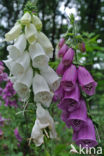 Gewoon vingerhoedskruid (Digitalis purpurea)