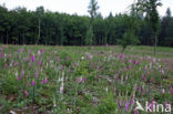 Foxglove (Digitalis purpurea)