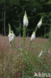 Foxglove (Digitalis purpurea)