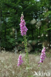 Gewoon vingerhoedskruid (Digitalis purpurea)