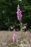 Gewoon vingerhoedskruid (Digitalis purpurea)