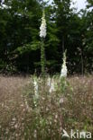 Gewoon vingerhoedskruid (Digitalis purpurea)