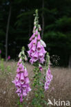 Gewoon vingerhoedskruid (Digitalis purpurea)