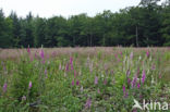 Gewoon vingerhoedskruid (Digitalis purpurea)