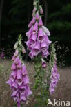 Gewoon vingerhoedskruid (Digitalis purpurea)