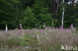 Gewoon vingerhoedskruid (Digitalis purpurea)