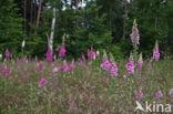 Gewoon vingerhoedskruid (Digitalis purpurea)