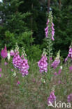 Gewoon vingerhoedskruid (Digitalis purpurea)