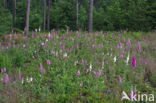 Gewoon vingerhoedskruid (Digitalis purpurea)