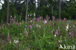 Gewoon vingerhoedskruid (Digitalis purpurea)