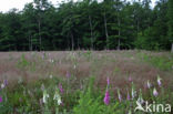 Gewoon vingerhoedskruid (Digitalis purpurea)