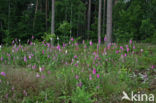 Gewoon vingerhoedskruid (Digitalis purpurea)