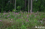 Gewoon vingerhoedskruid (Digitalis purpurea)