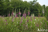 Gewoon vingerhoedskruid (Digitalis purpurea)