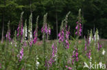 Gewoon vingerhoedskruid (Digitalis purpurea)