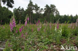 Gewoon vingerhoedskruid (Digitalis purpurea)