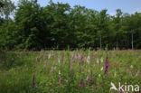 Gewoon vingerhoedskruid (Digitalis purpurea)