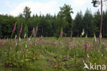 Gewoon vingerhoedskruid (Digitalis purpurea)