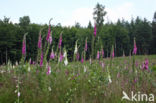 Gewoon vingerhoedskruid (Digitalis purpurea)