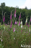 Gewoon vingerhoedskruid (Digitalis purpurea)