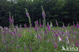 Gewoon vingerhoedskruid (Digitalis purpurea)