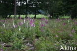 Gewoon vingerhoedskruid (Digitalis purpurea)