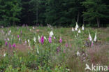 Gewoon vingerhoedskruid (Digitalis purpurea)