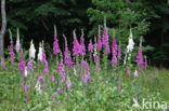 Gewoon vingerhoedskruid (Digitalis purpurea)