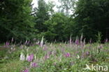 Gewoon vingerhoedskruid (Digitalis purpurea)