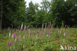 Gewoon vingerhoedskruid (Digitalis purpurea)