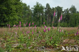 Gewoon vingerhoedskruid (Digitalis purpurea)