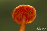 Gewoon vuurzwammetje (Hygrocybe miniata)