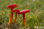 Gewoon vuurzwammetje (Hygrocybe miniata)