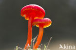 Gewoon vuurzwammetje (Hygrocybe miniata)