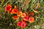 Gewoon vuurzwammetje (Hygrocybe miniata)