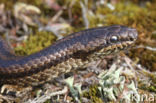 gladde slang (Coronella austriacus)