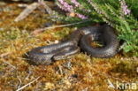 gladde slang (Coronella austriacus)