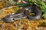 gladde slang (Coronella austriacus)